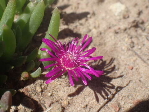 Delosperma obtusum L. Bol. resmi