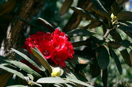 Image of Rhododendron arboreum subsp. nilagiricum (Zenker) Tagg