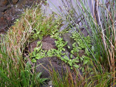 Image of Leptinella tenella (Cunn.) D. G. Lloyd & C. J. Webb