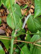 Anthurium pentaphyllum var. pentaphyllum的圖片