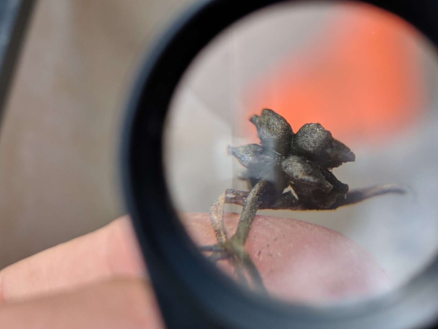 Image of leafy pondweed