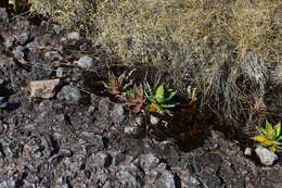 Agave horrida subsp. horrida resmi