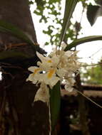 Image of Rodriguezia bracteata (Vell.) Hoehne