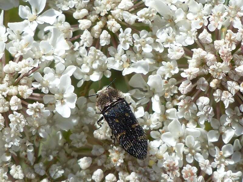 Image of Acmaeoderella flavofasciata flavofasciata