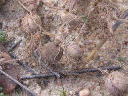 Image of Pelargonium reflexum (Andr.) Pers.