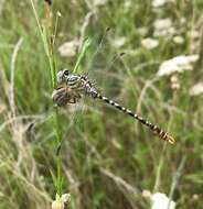 Image of Onychogomphus flexuosus (Schneider 1845)