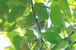 Image of Yellow-throated Warbler