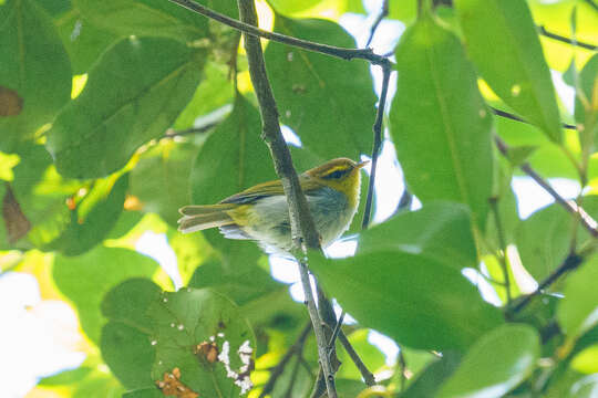 Image of Yellow-throated Warbler