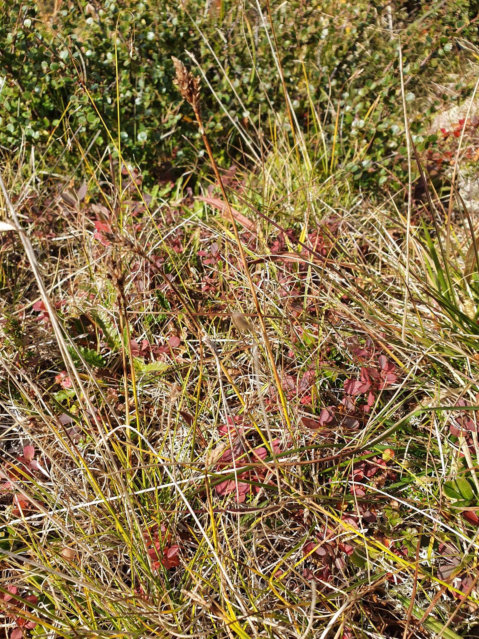 Слика од Carex simpliciuscula Wahlenb.