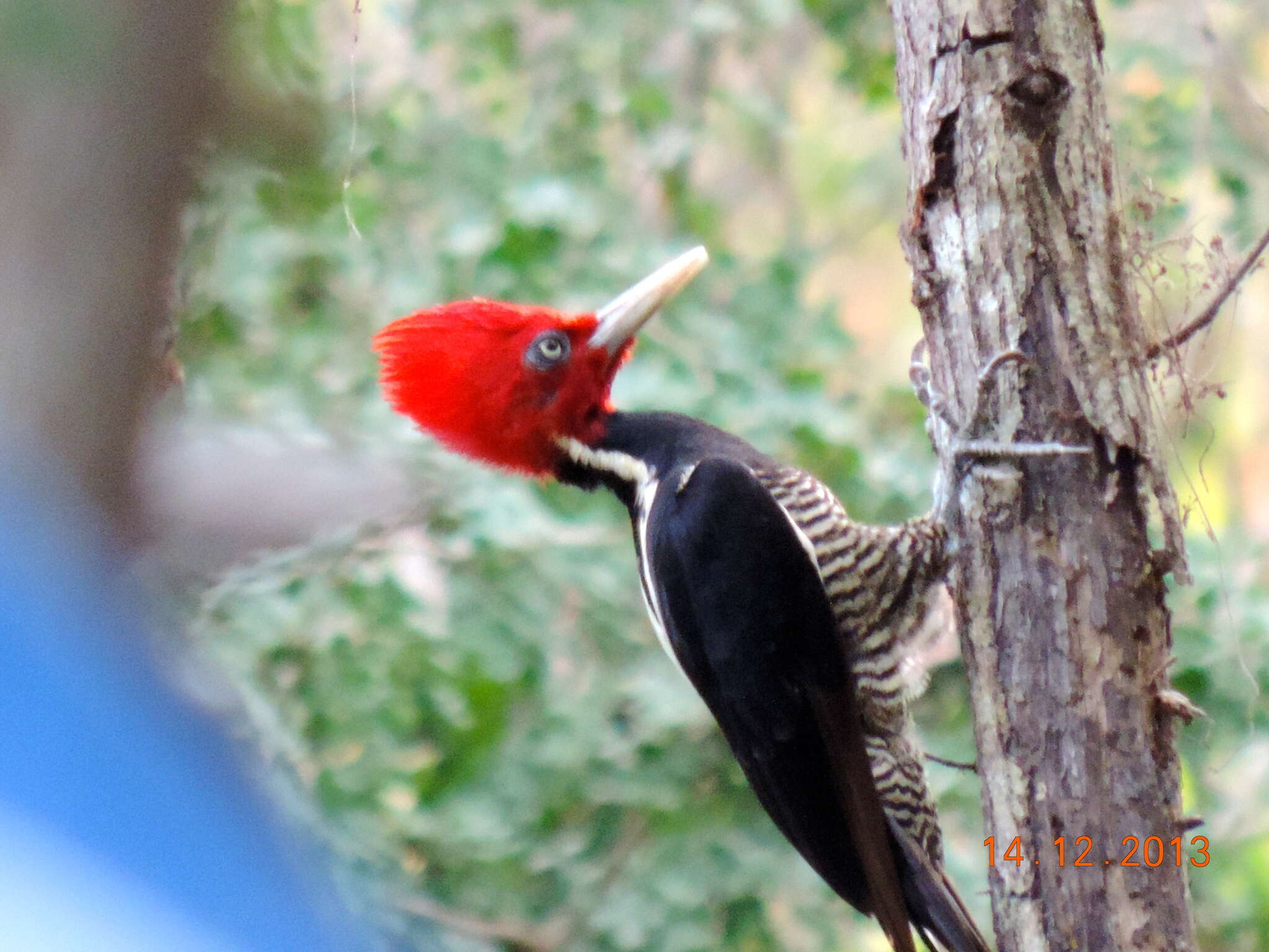 Image of Pale-billed Woodpecker