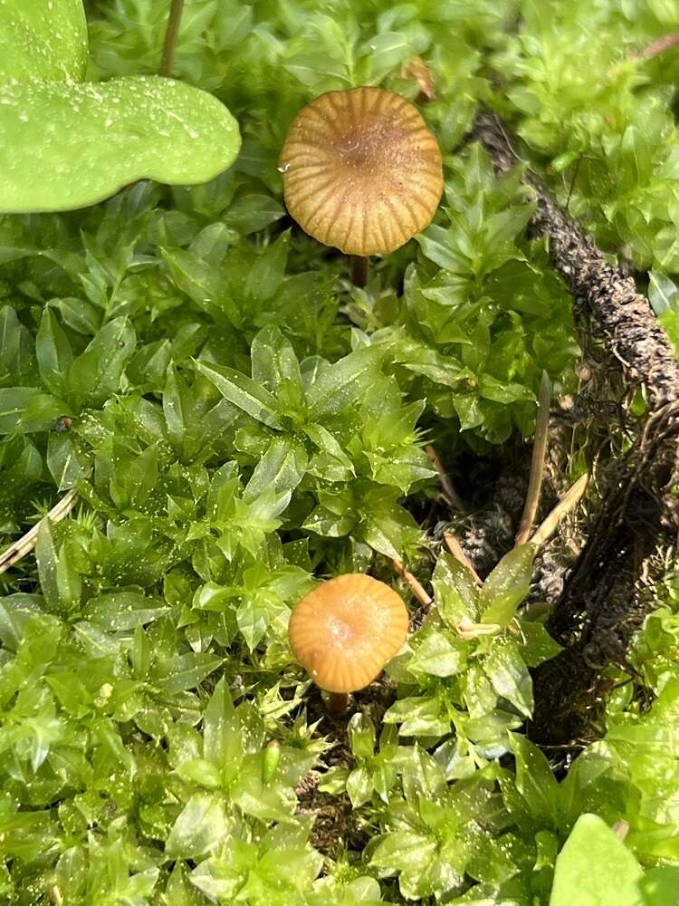 Imagem de Galerina vittiformis (Fr.) Singer 1950