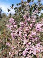 Plancia ëd Erica parviflora L.