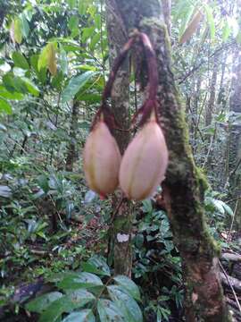 Слика од Passiflora amoena L. K. Escobar