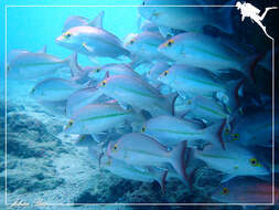 Image of Yellow-banded snapper