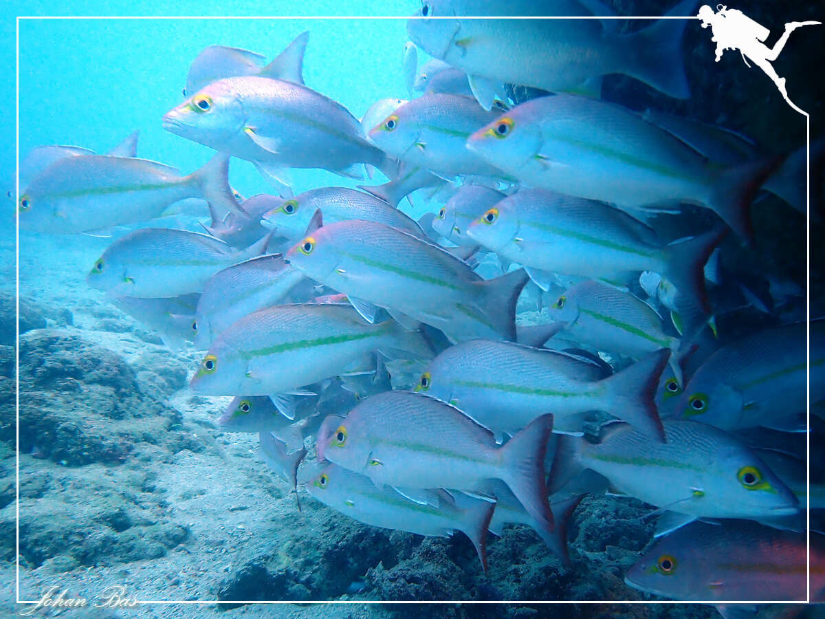 Image of Yellow-banded snapper