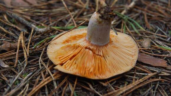 Image of Lactarius deliciosus (L.) Gray