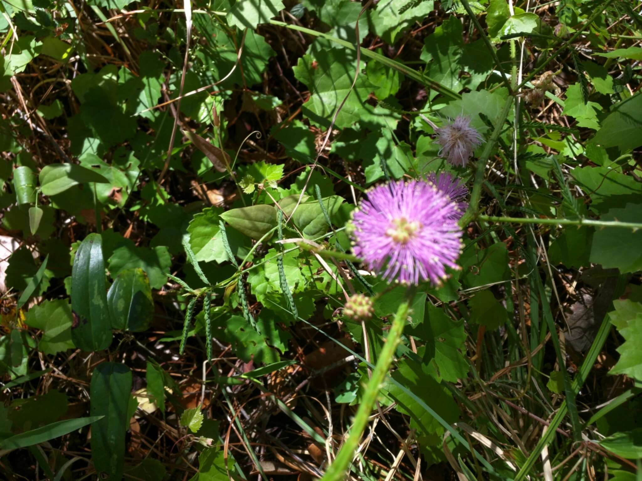 Mimosa quadrivalvis L.的圖片