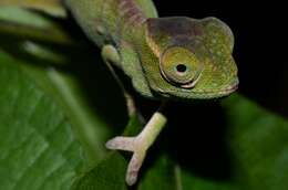 Image of Petter's Chameleon