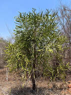 Слика од Euphorbia xylophylloides Brongn. ex Lem.