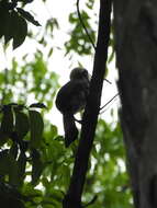 Image of Luzon Hornbill