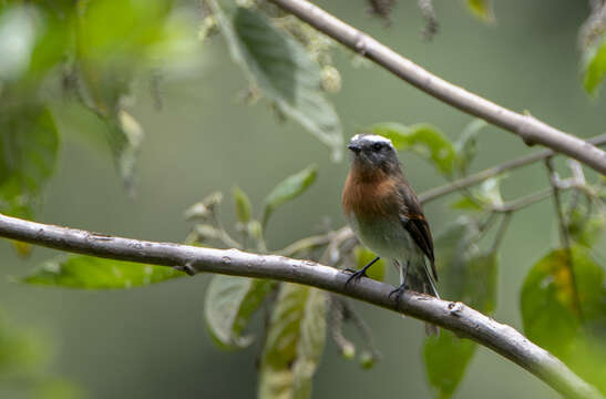 Image of Rufous-breasted Chat-Tyrant