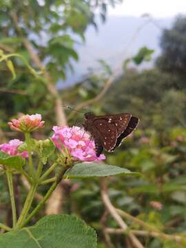 Thoressa astigmata Swinhoe 1890 resmi