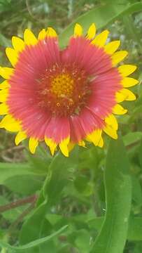 Image of <i>Gaillardia <i>pulchella</i></i> var. pulchella