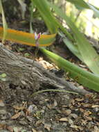 Image of Thelymitra purpureofusca Colenso