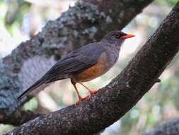 Image of Abyssinian Thrush