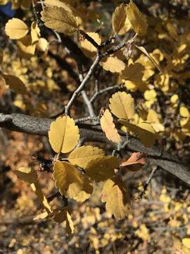 Image of Utah serviceberry