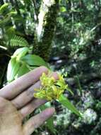 Image of big-mouth star orchid