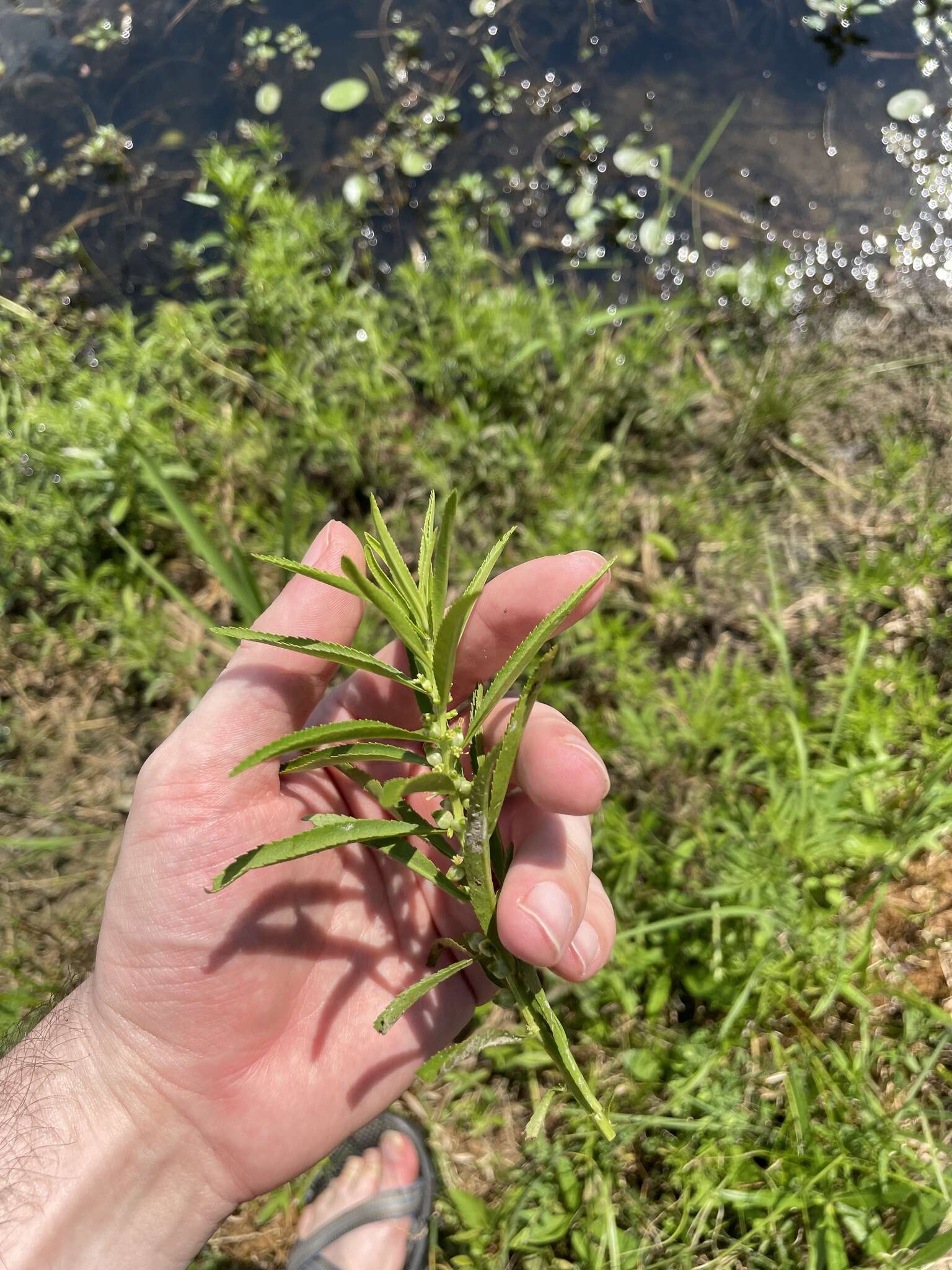 Image of marsh mermaidweed