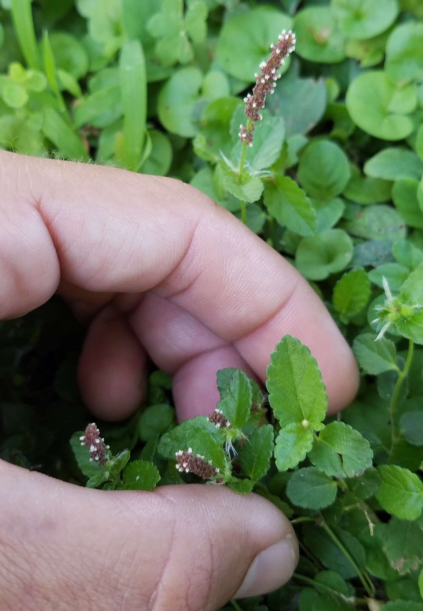 Imagem de Acalypha chamaedrifolia (Lam.) Müll. Arg.