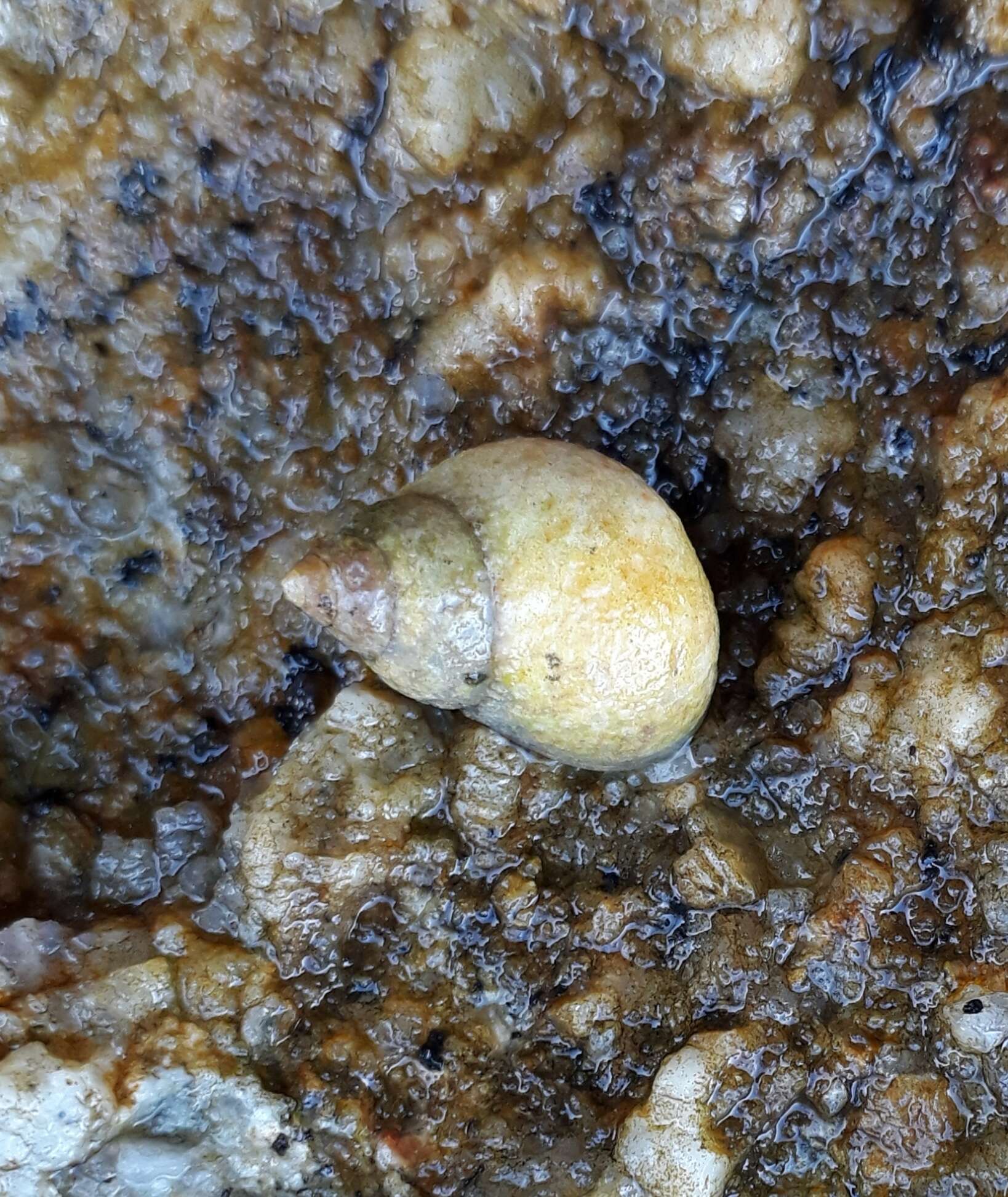 Image of Littoraria flava (P. P. King 1832)