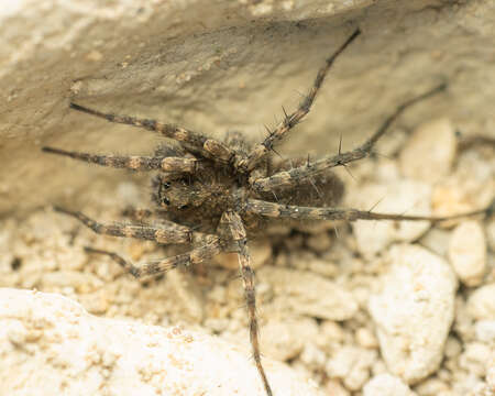 Image of Pardosa morosa (L. Koch 1870)