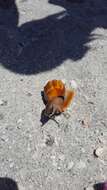 Image of Florida fighting conch