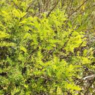 Image of Russian milkvetch