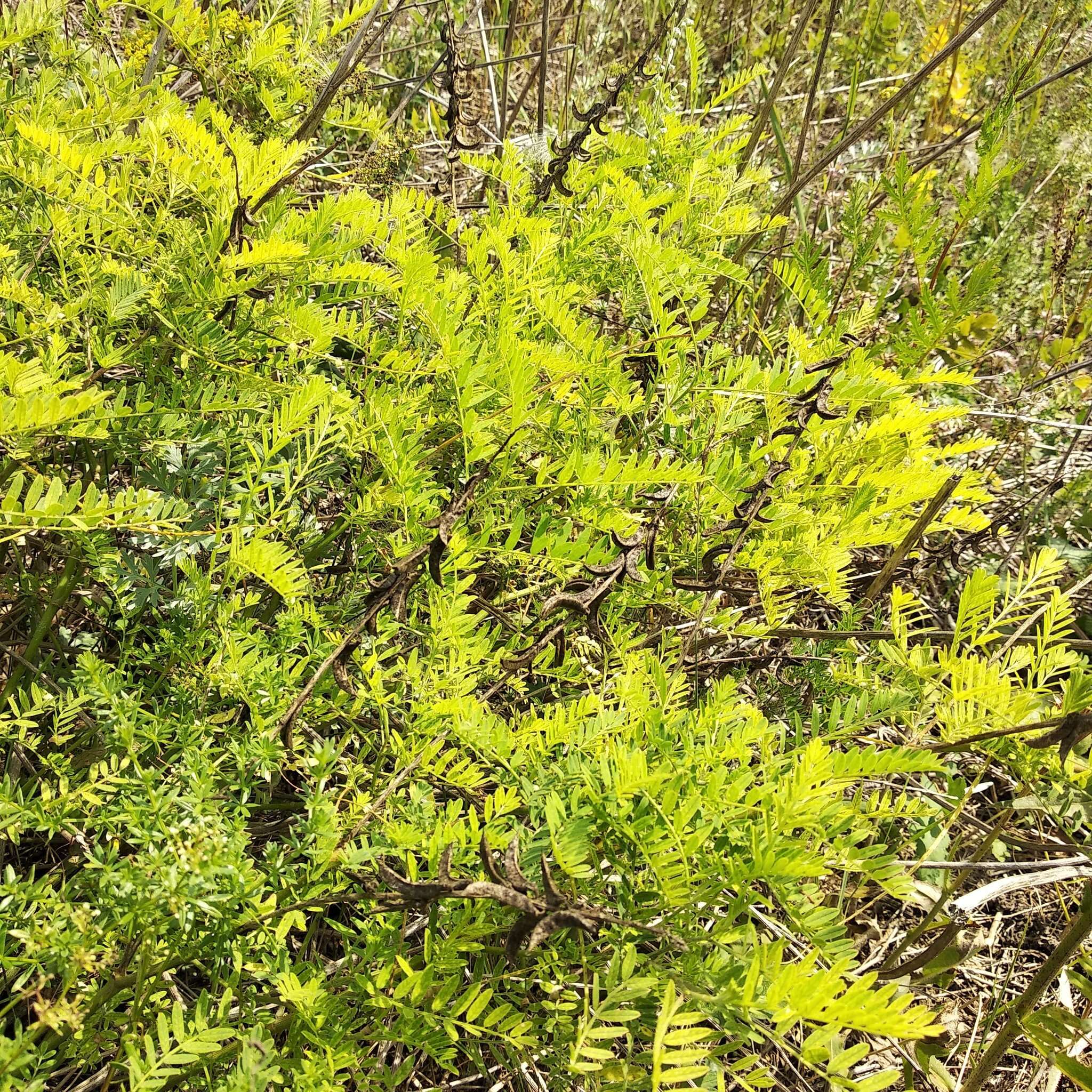 Image of Russian milkvetch