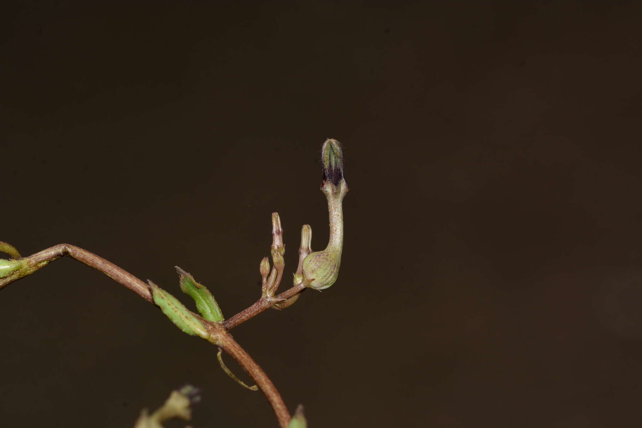 Imagem de Ceropegia bulbosa Roxb.