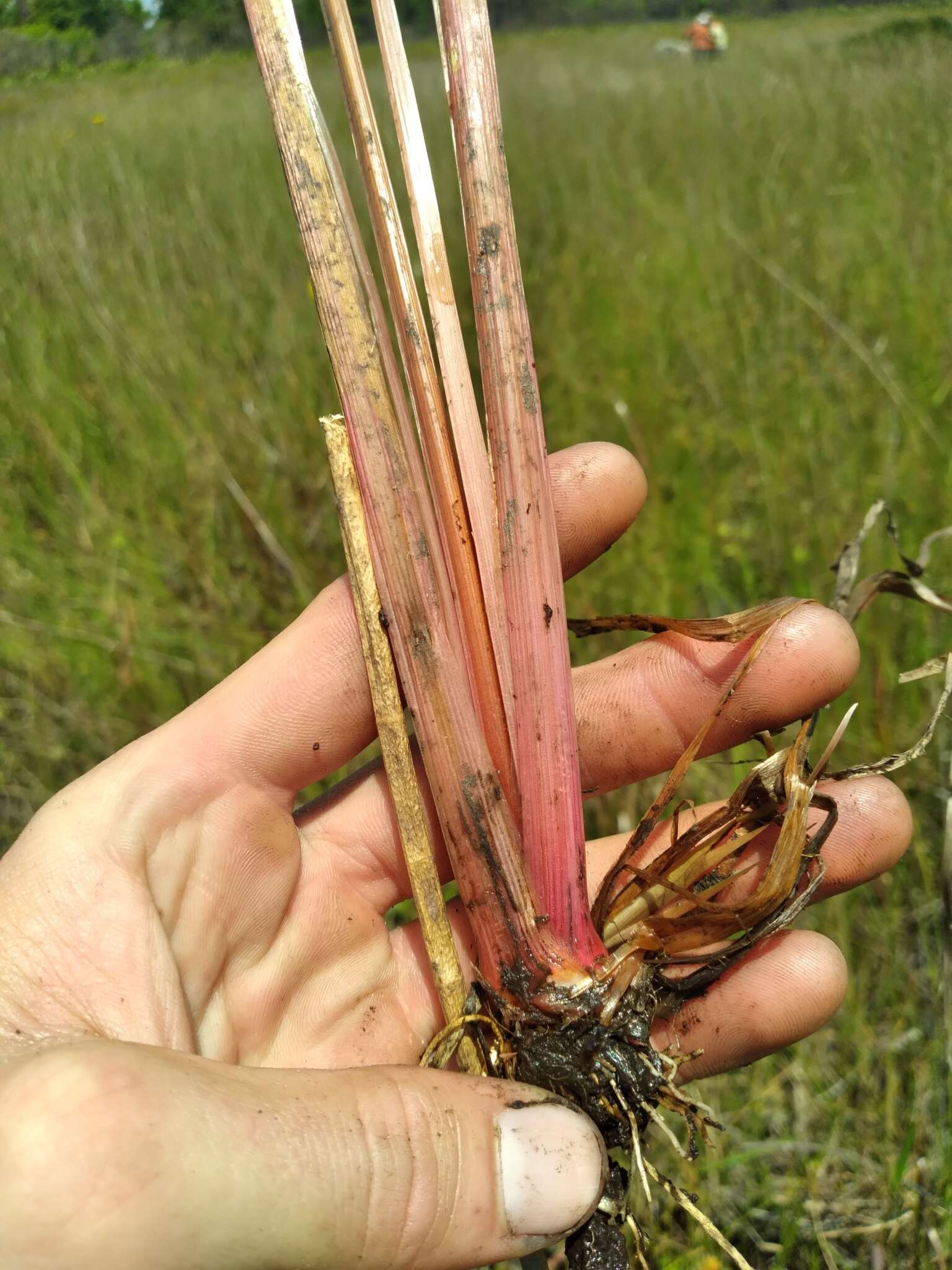 Image of Small's yelloweyed grass