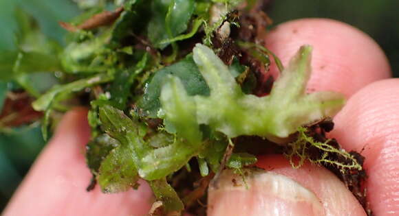 Image of Symphyogyna podophylla (Thunb.) Nees & Mont.