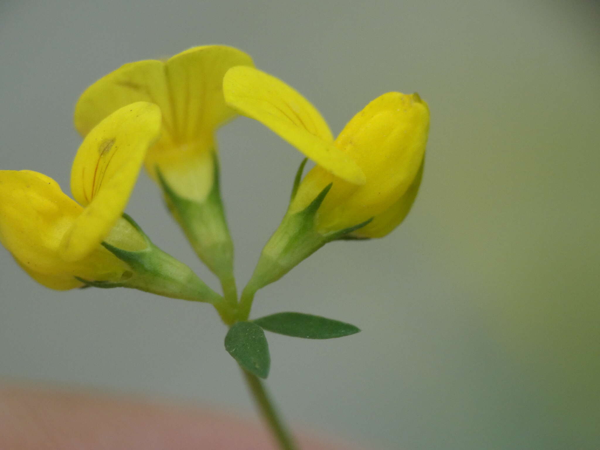 Image of Narrow-leaved Bird's-foot-trefoil