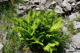 Image of Dryopteris oreades Fomin