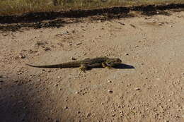 Image of Central bearded dragon