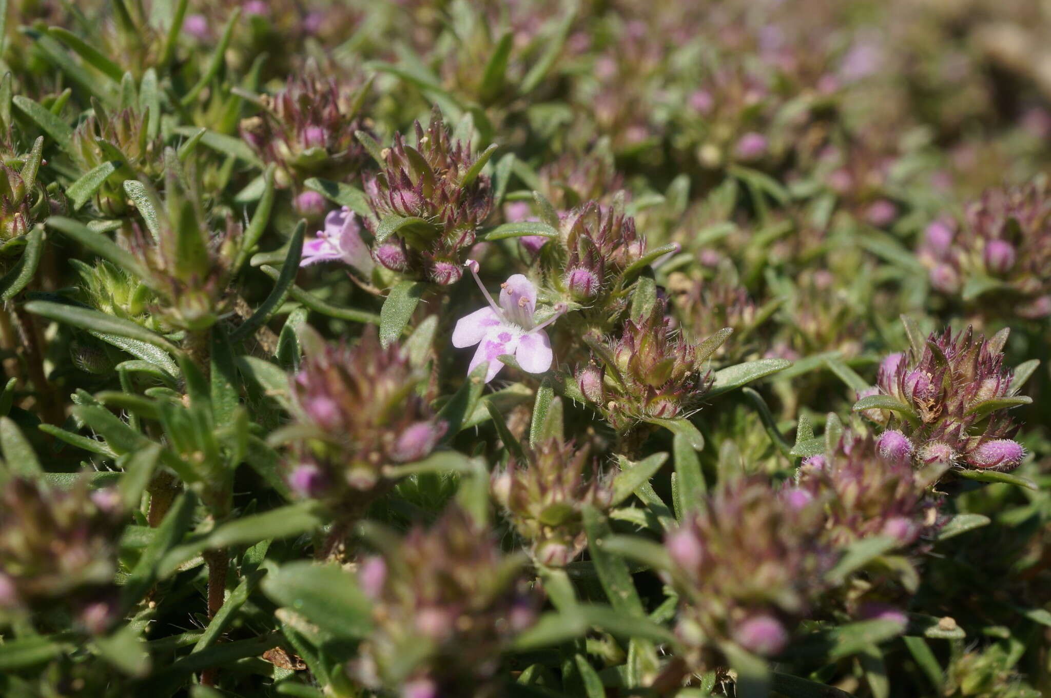 صورة Thymus callieri Borbás ex Velen.