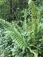 Image of Soft Shield Fern