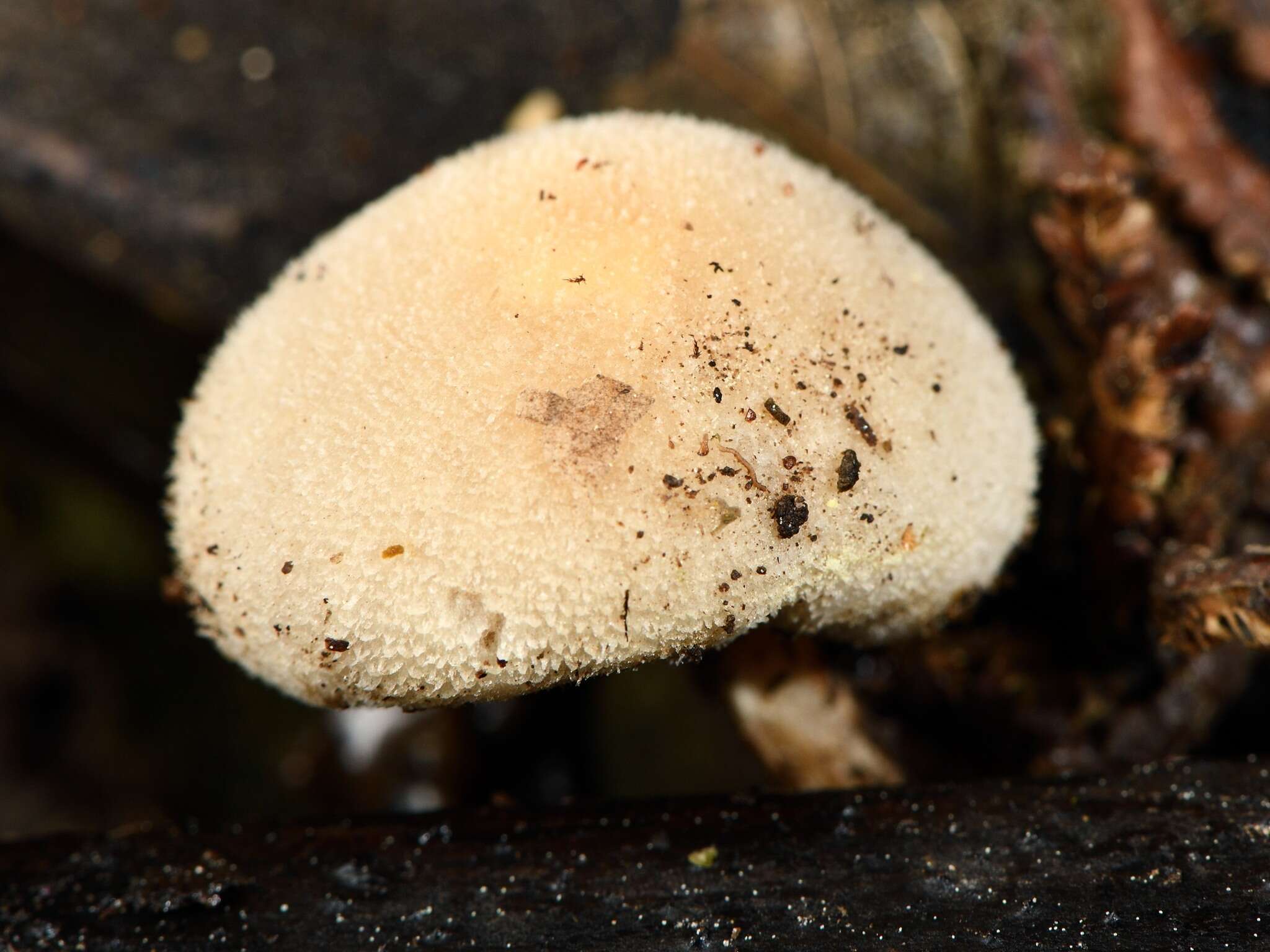 Image of Tympanella galanthina (Cooke & Massee) E. Horak 1971