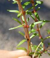 Sivun Rotala mexicana Cham. & Schlechtend. kuva