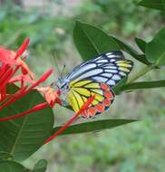 Image of Common Jezebel