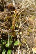 Image of Myosotis laeta Cheesem.